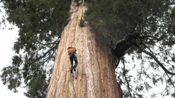 bobh's blog | Buy Redwood